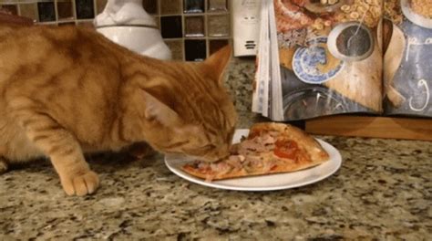 eating cat gif|cat eating and looking up gif.